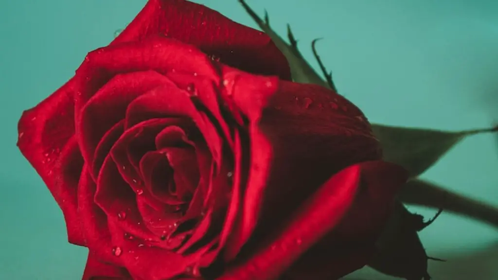 How to be a mistress in a bsdm relationship?