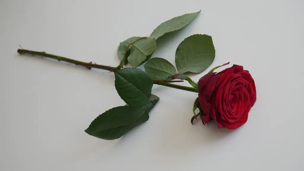 Does a married man loves his mistress?
